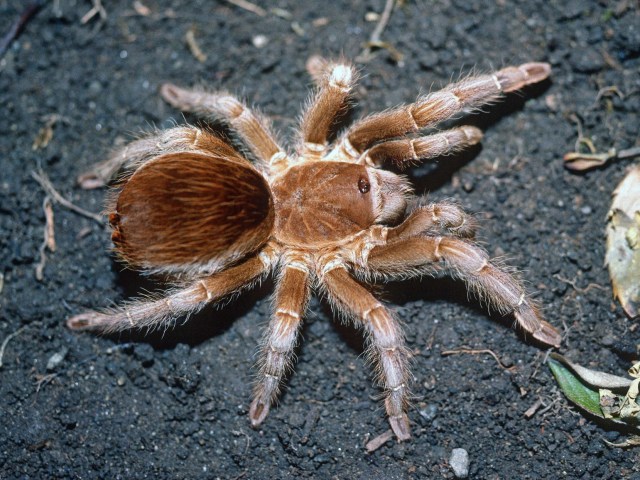 Aphonopelma burica Valerio, 1980, female [pre-molt], Guanacaste, Costa Rica