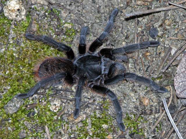 Aphonopelma marxi (Simon 1891), female, Crown King, Bradshaw Mtns., Arizona, USA