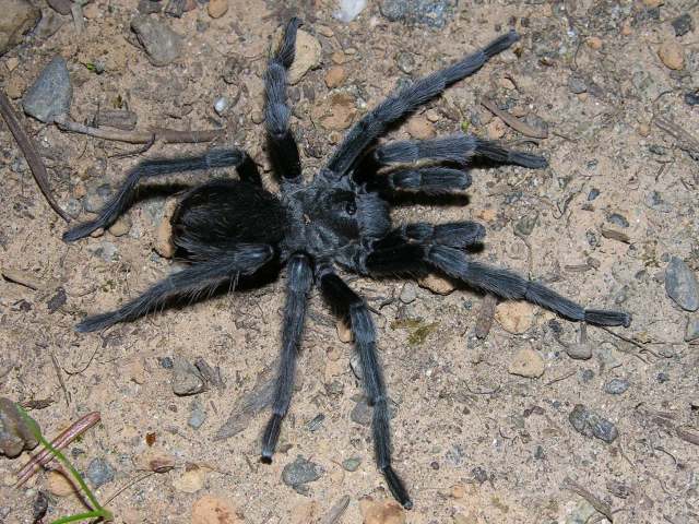 Aphonopelma prenticei Hamilton, Hendrixson & Bond 2016, male, Black Mountains, Arizona, USA.