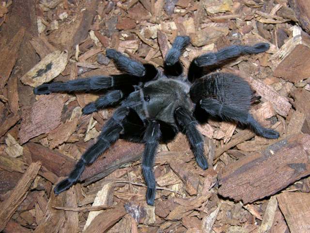 Aphonopelma sp.3, female (undescribed), Nuevo Leon State, Mexico