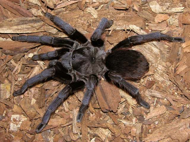 Aphonopelma sp.4, female (undescribed), Nuevo Leon State, Mexico