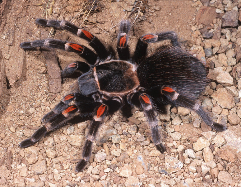 Brachypelma auratum Schmidt, 1992, female, Guerrero State, Mexico