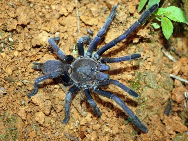 Chilobrachys dyscolus (Simon, 1886), female, Vietnam. Photo - D. HoÖng