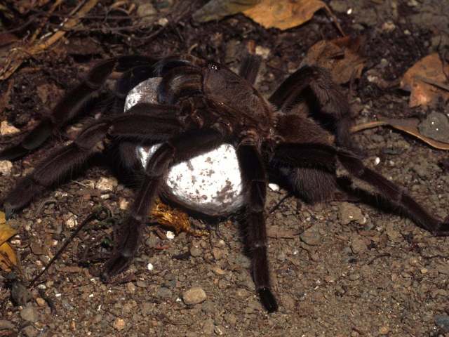 Chilobrachys sp., female with eggsac, Thailand