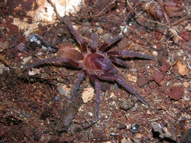 Citharacanthus cyaneus (Rudloff, 1994), female, Cuba