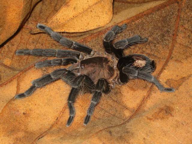 Cyriocosmus itayensis Kaderka, 2016, female, Loreto, Peru. (Photo - B. Lamar)