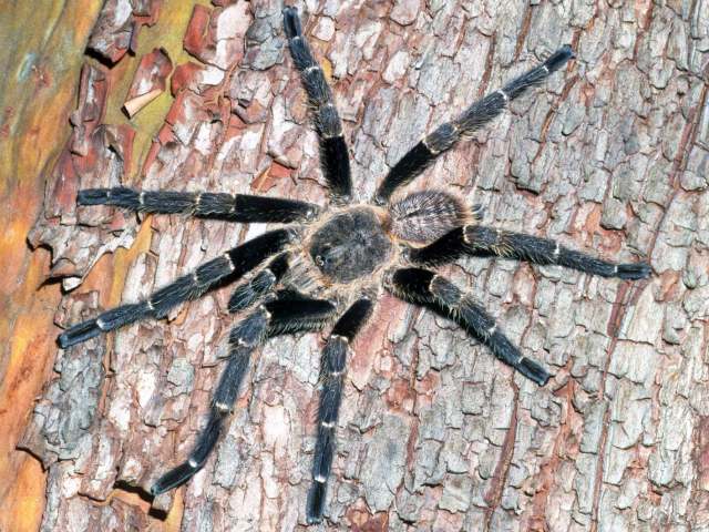 Cyriopagopus cf robustus (Strand, 1907)(nomina dubia, needs further investigation), male, Pahang State, West Malaysia