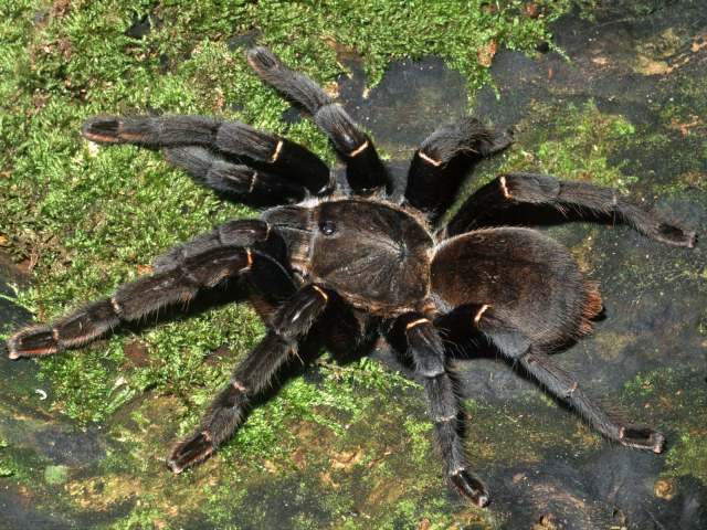 Cyriopagopus hainanus (Liang, Peng, Huang & Chen, 1999), female, Hainan Province, China