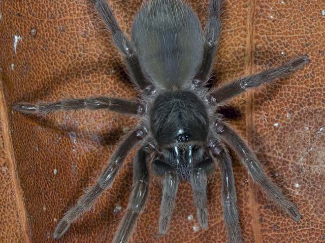 Cyrtopholis flavolineata Schmidt, 1995, female, St. Martin Island, West Indies. (Photo - A. Sanchez)