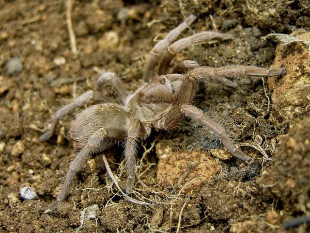 Cyrtopholis gibbosa Franganillo, 1936, female, Granma Province, Cuba