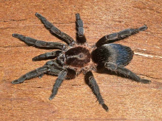 Dolichothele auratum (Vellard, 1924), female, Goi†s State, Brazil