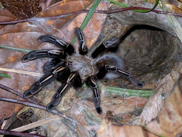 Ephebopus murinus (Walckenaer, 1837), female at burrow, French Guiana