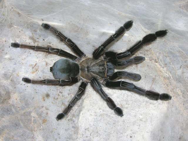 Ephebopus murinus (Walckenaer, 1837), female (  black morph), Roura District, French Guiana