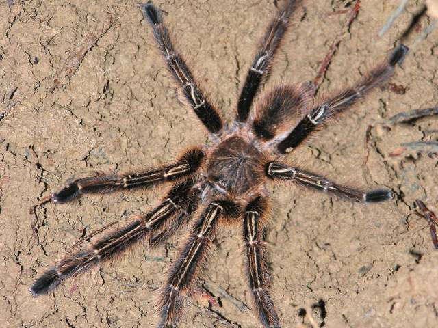 Ephebopus murinus (Walckenaer 1837), male, French Guiana