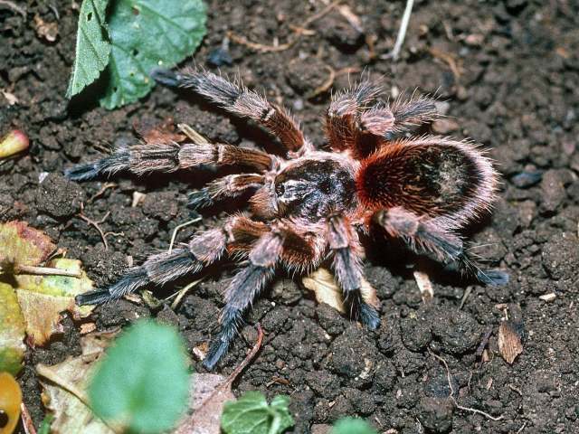 Euathlus sp.5, male, Cerro Renca, Chile