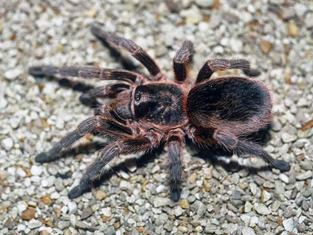 Euathlus sp.6, female, Cerro Renca, Chile