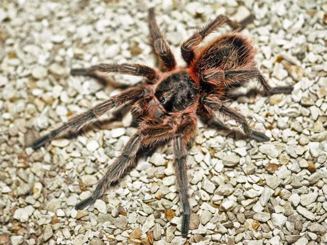 Euathlus sp.6, male, Cerro Renca, Chile