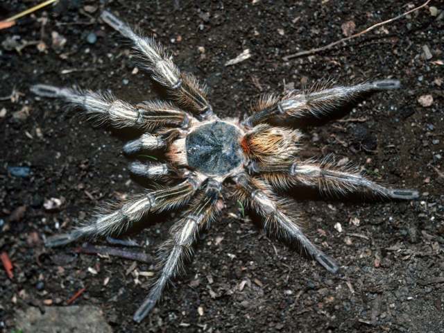 Euathlus sp.7, male, Antofagasta Province, Chile