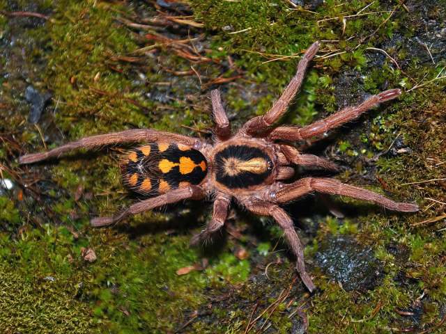 Hapalopus cf formosus Ausserer, 1875, female, Colombia, (Photo - E. Ythier)