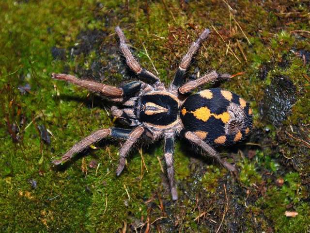 Hapalopus cf triseriatus Caporiacco, 1955, female, Colombia. (Photo - E. Ythier)