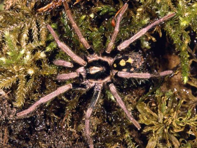 Hapalopus cf triseriatus Caporiacco, 1955, male, ne. Venezuela. (Photo - F. Vol)