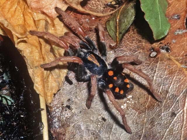 Hapalopus coloratus (Valerio, 1982), female, Darien Province, Panama
