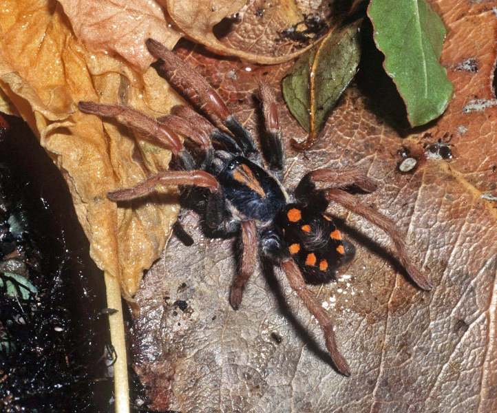Hapalopus coloratus (Valerio, 1982), female, Darien Province, Panama