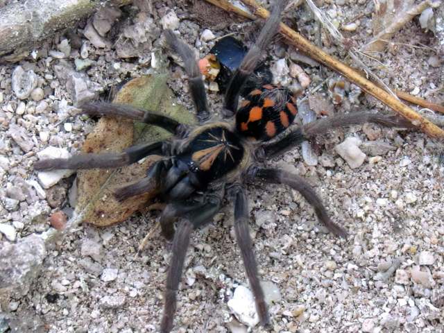 Hapalopus sp., female, Colombia. (Photo - J. Burgess)