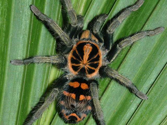 Hapalopus sp., female, Ecuador. (Photo - K. Swing)