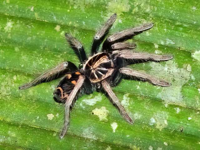 Hapalopus sp., female, Ecuador. (Photo - L. Louro)
