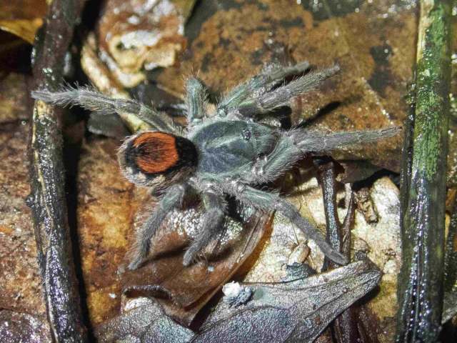 Hapalopus sp., female, French Guiana. (Photo - C. Marty)