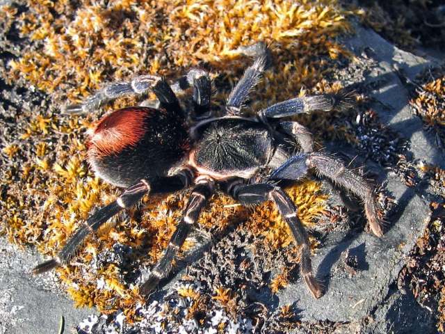 Hapalotremus carabaya Ferretti, Cavalllo, Chaparro, R°os-Tamayo, Seimon & West, 2018, female, Peru