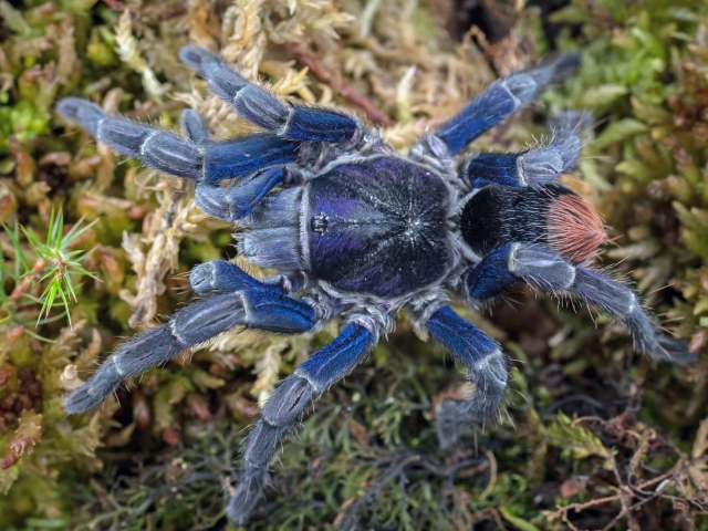 Hapalotremus hananqheswa Sherwood, Ferretti, Gabriel & West, 2021, female, Peru, (Photo - J. Allen)