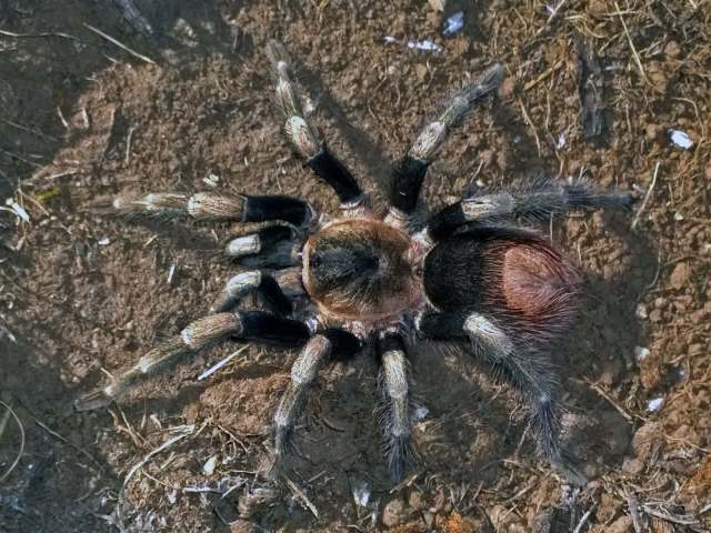 Hapalotremus major (Chamberlin, 1916), Peru. (Photo - JC. Chaparro)