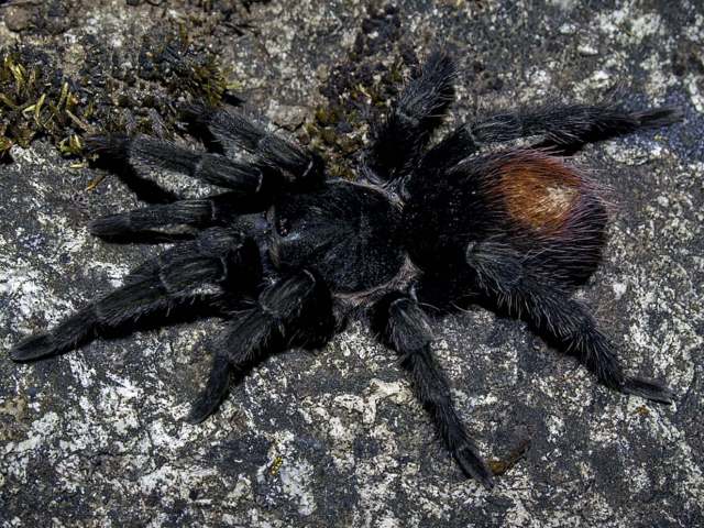 Hapalotremus marcapata Ferretti, Cavalllo, Chaparro, R°os-Tamayo, Seimon & West, 2018, female, Peru. (Photo - J. Allen) Hapalotremus marcapata Ferretti, Cavalllo, Chaparro, R°os-Tamayo, Seimon & West, 2018, female, Peru. (Photo - J. Allen)