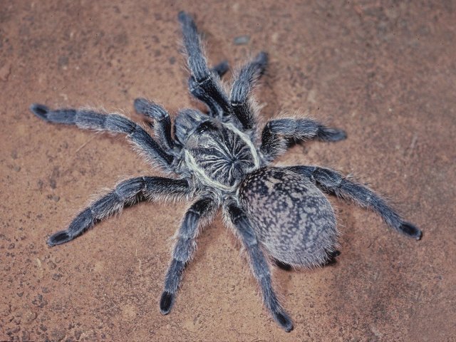 Harpactira namaquensis Purcell, 1902, female, Namibia
