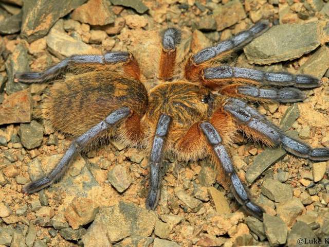 Harpactira pulchripes Pocock, 1901, female, South Africa. (Photo - L. Kemp)