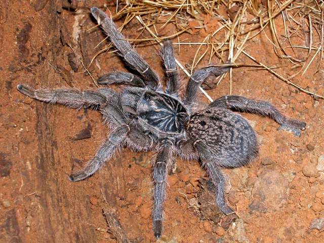 Harpactira sp.1, female, East Cape, South Africa