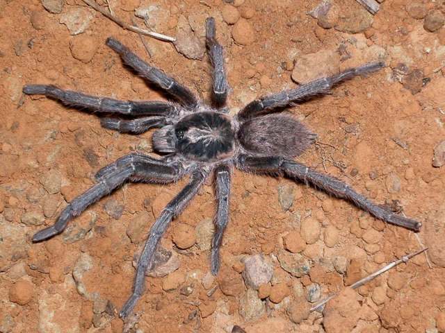 Harpactira sp.1, male, East Cape, South Africa