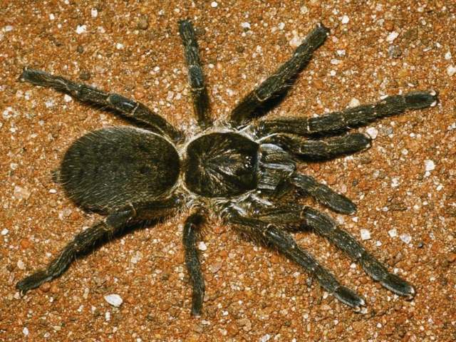 Harpactira sp.2, female, South Africa. (Photo - M. Filmer)