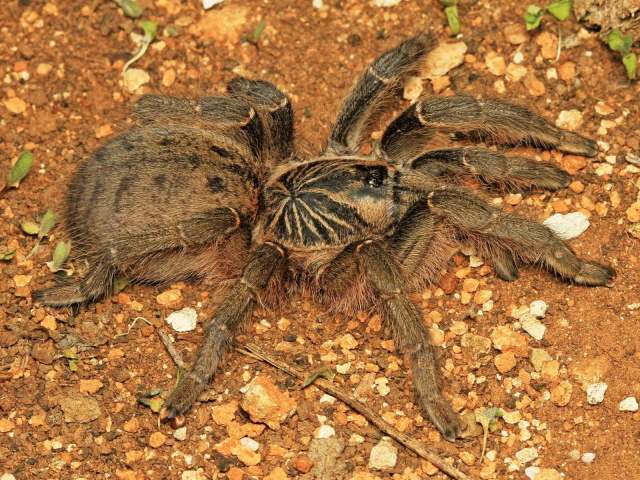 Harpactira tigrina Ausserer 1875, female, South Africa. Luke Kemp