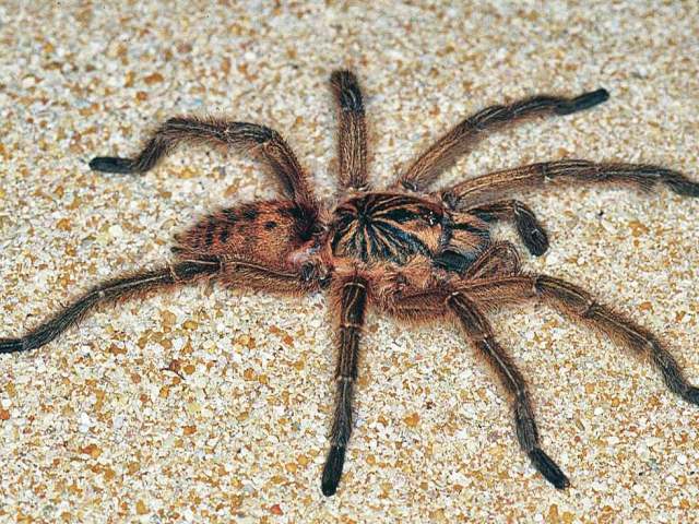 Harpactira tigrina Ausserer, 1875, male, South Africa. (Photo - J. Visser)