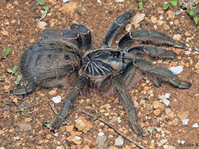 Harpactira tigrina, female, South Africa. Photo - Luke Kemp