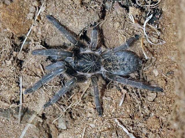 Harpactirella lightfooti Purcell, 1902,, female, South Africa. (Photo - L. Kemp)