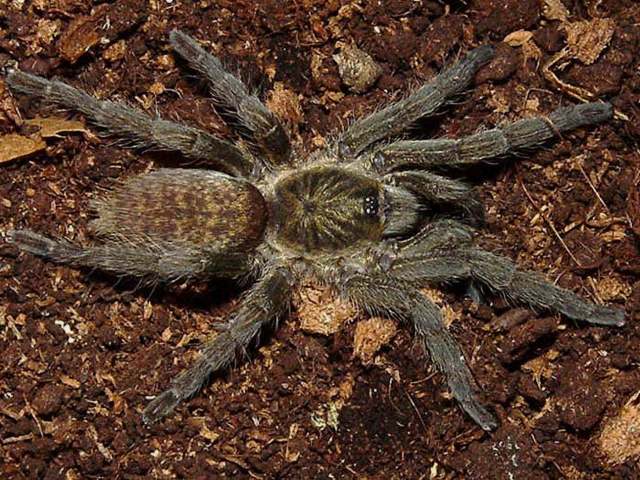 Harpactirella overdijki Gallon 2010, female, South Africa. (Photo - S. van Overdijk)