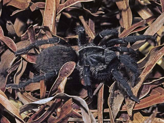 Harpactirella treleaveni Purcel, 1902, female, Cape Town, South Africa. (Photo - J. Visser)