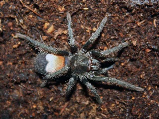 Hemirrhagus benzaa Mendoza 2014, female, Oaxaca, Mexico. (Photo - J. Mendoza)