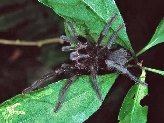Hemirrhagus chilango PÇrez-Miles & Locht, 2003, female, Mexico. (Photo - M. Patrikeev)
