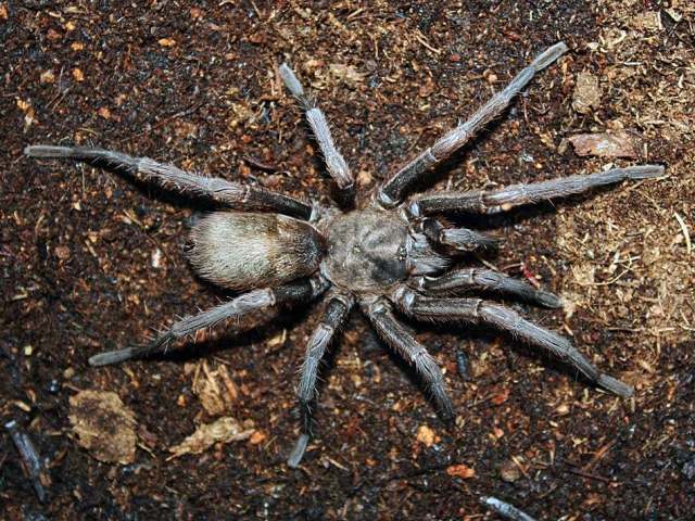 Hemirrhagus coztic PÇrez-Miles & Locht 2003, female, Morelos, Mexico. (Photo - J. Mendoza)