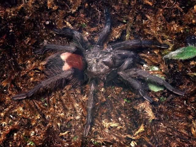 Hemirrhagus eros PÇrez-Miles & Locht, 2003, female, Oaxaca, Mexico, (Photo - W. Lamar)